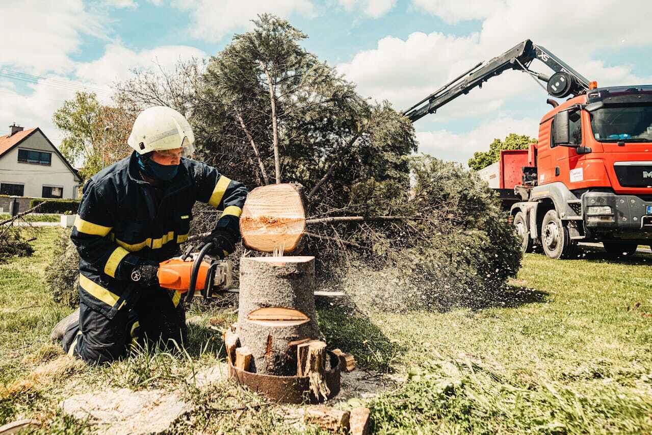 Emergency Storm Tree Removal in Edgemere, MD